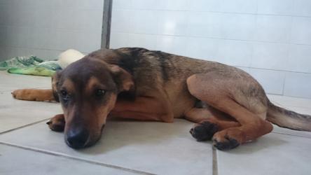 schnuppernasen ev regensburg