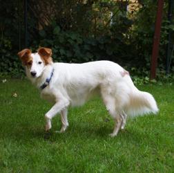 Gipsy kennenlernen