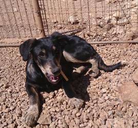 Rula ist ca. im Okober 2017 geboren, ist kniehoch und vielleicht noch